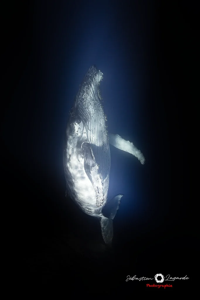 Baleines from the dark tk web