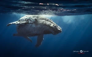 Faune LAGARDE Sebastien n°1 tk web 1