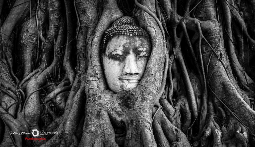 Tete bouddha nb tk web