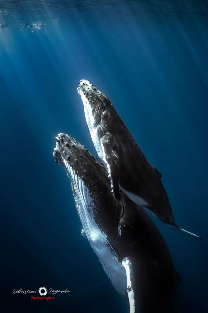 baleines 15 08 2013 2425 tk web tk web